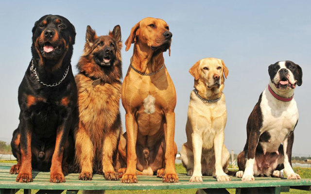 Köpek Irklarını Tanıyormuyuz