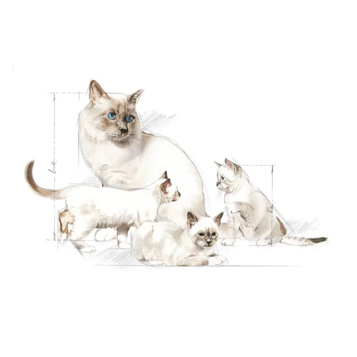 Royal Canin Babycat Milk Yavru Kedi Süt Tozu 300 gr - Thumbnail