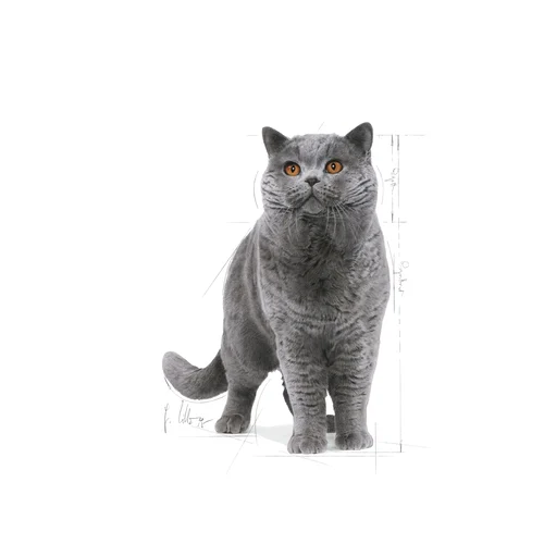 Royal Canin British Shorthair Kuru Kedi Maması 4 Kg - Thumbnail