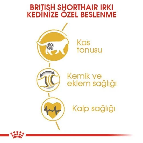 Royal Canin British Shorthair Kuru Kedi Maması 10 Kg - Thumbnail