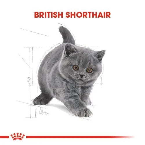 Royal Canin British Shorthair Yavru Kedi Maması 2 Kg - Thumbnail