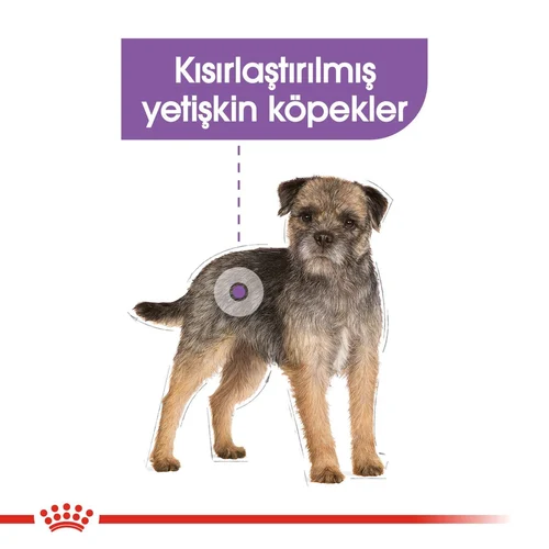 Royal Canin CCN Mini Sterilised Köpek Maması 3 Kg - Thumbnail
