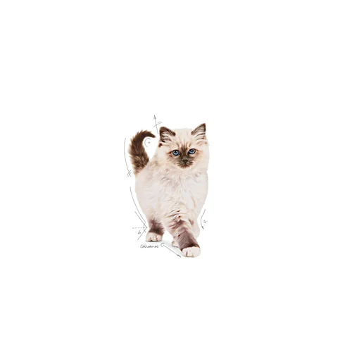 Royal Canin Kitten Yavru Kuru Kedi Maması 2 Kg - Thumbnail